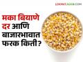 Maize Market : मका बियाणे दर गगनाला तर शेतकऱ्याच्या मक्याला बाजारात काय भाव? - Marathi News | Latest News Maize seeds are sold at Rs 600 per kg, while farmers' maize is only Rs 27 per kg see details | Latest agriculture News at Lokmat.com