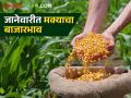 Maka Bajarbhav : जानेवारी ते मार्चमध्ये मक्याचे बाजारभाव कसे असतील? जाणून घ्या सविस्तर  - Marathi News | Latest News Maka Bajarbhav how market prices of maize in January to March Know in detail  | Latest agriculture News at Lokmat.com