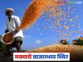 Maka Market : लोकल, लाल मका बाजारात तेजी, वाचा पुणे, मुंबईत काय दर मिळतोय?  - Marathi News | Latest News Maka market See todays lal or local maize market prices in pune mumbai yards | Latest agriculture News at Lokmat.com