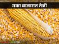 Maka Bajar Bhav : मका उत्पादनात घट दरात मात्र तेजी कसा मिळतोय बाजारभाव - Marathi News | Maka Bajar Bhav : Decline in Maize production but rise in price How is the market price getting? | Latest agriculture News at Lokmat.com