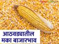 Maka Bajarbhav : मक्याची आवक वाढली, मागील आठवड्यातील काय दर मिळाला? वाचा सविस्तर  - Marathi News | Latest News Maize arrivals increased last week maka bajarbhav Read in detail  | Latest agriculture News at Lokmat.com