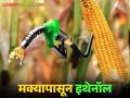 Bio Ethanol : वेगवेगळ्या धान्यापासून इथेनॉल तयार करण्याची प्रक्रिया गतिमान होणार - Marathi News | Bio Ethanol : The process of producing ethanol from different grains will be accelerated | Latest agriculture News at Lokmat.com