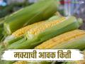 Maka Bajarbhav : पिवळी की लोकल, कुठली मका तेजीत? वाचा आजचे बाजारभाव - Marathi News | Latest News Maize Bajarbhav todays maka bajarbhav in akola market yard check here details | Latest agriculture News at Lokmat.com