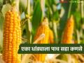 चार एकरांवर मका, सहा हजारांचा खर्च, एका धांड्याला पाच-सहा कणसे, शेतकऱ्यानं नेमकं काय केलं? - Marathi News | Latest News Maize Farming Five-six ears per stalk, high production at low cost | Latest agriculture News at Lokmat.com