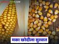 Maka Kharedi : किमान आधारभूत किमतीवर मका खरेदी सुरू; वाचा काय मिळतोय दर? - Marathi News | Maka Kharedi : Maize procurement starts at minimum support price; Read what price is being obtained? | Latest agriculture News at Lokmat.com