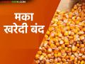 मका हमीभाव केंद्र बंद; शेतकऱ्यांकडे १५ हजार क्विंटल माल पडून, खरेदी कोटा कधी वाढणार? - Marathi News | Maize Guaranteed Price Center closed; Farmers left with 15 thousand quintals of goods, when will the purchase quota increase? | Latest agriculture News at Lokmat.com