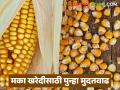 मका खरेदीसाठी केंद्र सरकारकडून दुसऱ्यांदा मुदतवाढ; आता किती तारखेपर्यंत सुरु राहणार खरेदी? - Marathi News | The central government has extended the deadline for maize procurement for the second time; Till when will the procurement continue? | Latest agriculture News at Lokmat.com