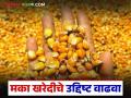 मक्याचे उत्पादन अधिक, मात्र खरेदीची मुदत संपली, शेतकरी प्रतीक्षेत, खरेदी पुन्हा होणार का?  - Marathi News | Latest news Maka Kharedi Farmers demand increase in maize procurement date | Latest agriculture News at Lokmat.com