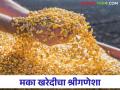 Maka Bajarbhav : ओला मका खरेदीचा श्रीगणेशा, काय भाव मिळाला? वाचा सविस्तर  - Marathi News | Latest News Maka Bajarbhav Rs 2150 per quintal for wet maize 2024 kharif season Read in detail  | Latest agriculture News at Lokmat.com