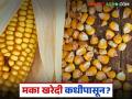 मका उत्पादक शेतकऱ्यांना मोठा दिलासा; पुढील आठवड्यात फेडरेशनमार्फत मका खरेदीला सुरवात - Marathi News | Big relief for maize farmers; Maize procurement through federation to begin next week | Latest agriculture News at Lokmat.com