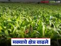 ज्वारीच्या कोठारात यंदा ज्वारीचे क्षेत्र ७० टक्के घटले; मक्याचे क्षेत्र मात्र तिपटीने वाढले - Marathi News | In the sorghum sector, the sorghum area has decreased by 70 percent this year; however, the maize area has increased threefold | Latest agriculture News at Lokmat.com