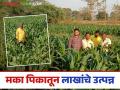 Latest News : मका पिकातून एकरी 60 क्विंटलचे उत्पादन कसे मिळते? वाचा सविस्तर - Marathi News | latest news Maize yields one lakh rupees per acre, 60 quintals per acre, read in detail | Latest agriculture News at Lokmat.com