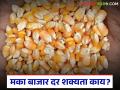 Maka Bajar Bhav : राज्याच्या मका बाजारात दर वाढ संदर्भात काय आहेत शक्यता? वाचा सविस्तर - Marathi News | Maka Bajar Bhav : What are the chances of price hike in the state's maize market? Read in detail | Latest agriculture News at Lokmat.com