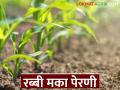Rabbi Maka Perani : रब्बी मका पेरणी कधीपर्यंत आणि कशी करावी, जाणून घ्या सविस्तर  - Marathi News | Latest News Rabbi Maka Perani Know in detail when and how to sow Rabi maize | Latest agriculture News at Lokmat.com