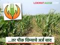 ...तर अशा शेतकऱ्यांचे पीकविम्यासाठीचे अर्ज बाद ठरविले जातील, वाचा सविस्तर  - Marathi News | Latest news Pik Vima Yojana applications of these farmers for crop insurance will be rejected, read in detail | Latest agriculture News at Lokmat.com