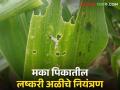 Lashkari Ali : मका पिकावरील नवीन लष्करी अळीचे असे करा नियंत्रण, जाणून घ्या सविस्तर  - Marathi News | Latest News How to control armyworm lashkari ali on maize crop, know in detail  | Latest agriculture News at Lokmat.com