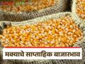 Maka Bajarbhav : मक्याचे दर वाढले, मात्र हमीभावापेक्षा कमीच, मागील आठवड्यात दर कसे होते?  - Marathi News | Latest News Maka Bajarbhav Maize prices increased, but less than msp price see details | Latest agriculture News at Lokmat.com