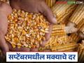 Maka Market : चालू सप्टेंबर 2025 मध्ये मक्याला प्रति क्विंटल काय भाव मिळतील? वाचा सविस्तर  - Marathi News | Latest News maize Market What price per quintal will maize fetch in September 2025 Read in detail | Latest agriculture News at Lokmat.com