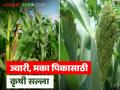 ज्वारी - कणसातील अळ्यांचे नियंत्रण, मका - फुलोऱ्यात असल्याने सिंचन पुरवठा कसा कराल?  - Marathi News | Latest news agriculture News How to manage sorghum and maize crops in Rabi season | Latest agriculture News at Lokmat.com