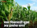 Maize Farming : मका पिकात सूक्ष्म अन्नद्रव्यांचा वापर का करावा लागतो, वाचा सविस्तर  - Marathi News | Latest news maize farming Why micronutrients need to be used in maize crop, read in detail | Latest agriculture News at Lokmat.com