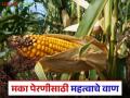 Maka Lagvad : मका पिकातून एकरी भरगोस उत्पादन देणारे टॉप टेन बेस्ट वाण! - Marathi News | Latest news maka lagvad top ten best varieties for maize cultivation | Latest agriculture News at Lokmat.com