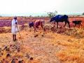 दुष्काळाच्या झळांत वाढ : खेड तालुक्यात पशुधन विक्रीला - Marathi News | Increase in drought conditions | Latest pune News at Lokmat.com