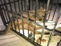 शिकारीच्या शोधात कोल्हे घुसले मानवी वस्तीत - Marathi News | In search of hunters dogs penetrate into human habitation | Latest mumbai News at Lokmat.com