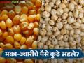 Makka-Jowar Kharedi : मका–ज्वारी उत्पादकांचे चुकारे रखडले; कोट्यवधी रुपये सरकारकडे थकीत - Marathi News | latest news Makka-Jowar Kharedi: Payments of maize-jowar producers are delayed; crores of rupees are due to the government | Latest agriculture News at Lokmat.com