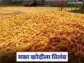 Makka Kharedi : मका विक्रीसाठी आलेले शेतकरी अडकले; खरेदी प्रक्रिया मंद - Marathi News | latest news Makka Kharedi: Farmers who came to sell maize got stuck; purchase process slow | Latest agriculture News at Lokmat.com