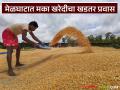 Makka Kharedi : मेळघाटात मका खरेदीचा खडतर प्रवास; काय आहे कारण वाचा सविस्तर - Marathi News | latest news Makka Kharedi: The difficult journey of buying maize in Melghat; What is the reason? Read in detail | Latest agriculture News at Lokmat.com