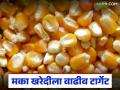 Makka Kharedi : मका उत्पादकांसाठी गुड न्यूज; खरेदीला वाढीव टार्गेट अन् मुदतवाढ वाचा सविस्तर - Marathi News | latest news Makka Kharedi: Good news for maize producers; Increased target and extension of procurement period Read in detail | Latest agriculture News at Lokmat.com