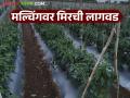 Mirchi Lagwad: मल्चिंगवर मिरची लागवड फायदेशीर; खर्चात होणार बचत वाचा सविस्तर - Marathi News | Mirchi Lagwad: Plant chillies on mulch, get subsidy and earn money in summer! | Latest agriculture News at Lokmat.com