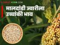 इतिहासात प्रथमच मालदांडी ज्वारीला विक्रमी दर; वाचा प्रतिक्विंटल कसा मिळतोय दर? - Marathi News | For the first time in history, Maldandi jowar has a record price; Read how is the price per quintal being obtained? | Latest agriculture News at Lokmat.com