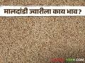 Jawar Bajarbhav : दादर ज्वारीला काय भाव मिळतोय? वाचा आजचे सविस्तर बाजारभाव - Marathi News | Latest News Todays Jawar bajarbhav in pune, jalna market yard check here sorghum market | Latest agriculture News at Lokmat.com