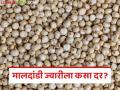 बाजार समितीत ज्वारीची आवक वाढली; वाचा मालदांडी ज्वारीला काय मिळतोय दर? - Marathi News | Sorghum arrivals in the market committee increased; Read What price is Maldandi sorghum getting? | Latest agriculture News at Lokmat.com