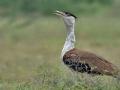सोलापुरातील अभयारण्याला माळढोकची प्रतीक्षा! - Marathi News | Maldhok bird sanctuary is famous for Indian Bustard in Nannaj | Latest environment News at Lokmat.com