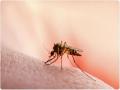 मुंबईत मलेरिया आणि डेंग्यूने डोके काढले वर  - Marathi News | Malaria and dengue are on the rise in Mumbai | Latest mumbai News at Lokmat.com