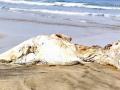 Ratnagiri: मालगुंड किनाऱ्यावर मृत व्हेल माशाचे धूड - Marathi News | Dead whale found on Malgund Gaiwadi beach near Ganpatipule in Ratnagiri | Latest ratnagiri News at Lokmat.com