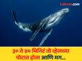 व्हेलने गिळल्यानंतर पोटात काय दिसलं? व्यक्तीने सांगितली त्याची खतरनाक कहाणी... - Marathi News | American man swallowed by a whale, know how he saves his life | Latest jarahatke News at Lokmat.com
