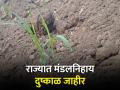 ९५९ महसुली मंडळांमध्ये दुष्काळसदृश परिस्थिती जाहीर - Marathi News | Drought situation declared in 959 revenue circles | Latest agriculture News at Lokmat.com