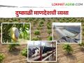 Drought Story फळबागा जगविण्यासाठी पाण्यावर खर्च केला पाच लाख; त्यानंतर असं झालं - Marathi News | Drought Story Five lakhs spent on water to sustain orchards; Still the no good income from farming | Latest agriculture News at Lokmat.com