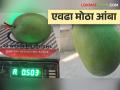 काय सांगताय; या शेतकऱ्याच्या बागेत आढळला अर्धा किलोचा आंबा - Marathi News | What are you saying? Half a kilo of mango was found in this farmer's mango orchard | Latest agriculture News at Lokmat.com