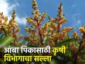 अवकाळी पावसाने आंबा पिकाचा हंगाम लांबण्याची शक्यता - Marathi News | Unseasonal rains are likely to prolong the mango crop season | Latest agriculture News at Lokmat.com