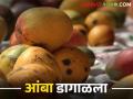 पावसामुळे आंबा डागळातोय कसे कराल व्यवस्थापन - Marathi News | How to manage mango staining due to rain | Latest agriculture News at Lokmat.com