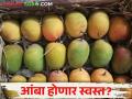 वाशी मार्केटमध्ये आंब्याची आवक वाढली; कसा मिळतोय बाजारभाव - Marathi News | Mango arrivals increased in Vashi market; How is the market price? | Latest agriculture News at Lokmat.com