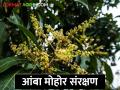 आंबा फळ पिकातील मोहोराचे संरक्षण कसे कराल? - Marathi News | How to protect mango fruit blossom? | Latest agriculture News at Lokmat.com