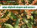 आंबा मोहोरावरील कीड व रोग नियंत्रण कसे कराल? - Marathi News | How to control pests and diseases on mango flowering blossom? | Latest agriculture News at Lokmat.com