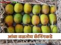 आंबा कॅनिंगला सुरवात; कसा मिळतोय दर - Marathi News | Starting mango canning; How are you getting the rate? | Latest agriculture News at Lokmat.com