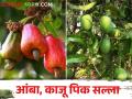हलक्या सरींमुळे आंबा, काजूवर प्रादुर्भावाची भीती; कसे कराल व्यवस्थापन - Marathi News | Fear of infestation on mango, cashew due to light showers; How to manage | Latest agriculture News at Lokmat.com