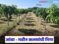 आंब्याच्या बागेला 'हे' काम करा, नवीन कलमांच्या वाढीसाठी बेस्ट पर्याय, वाचा सविस्तर  - Marathi News | Latest news Management of new mango grafts best option for growing new cuttings, read in detail | Latest agriculture News at Lokmat.com